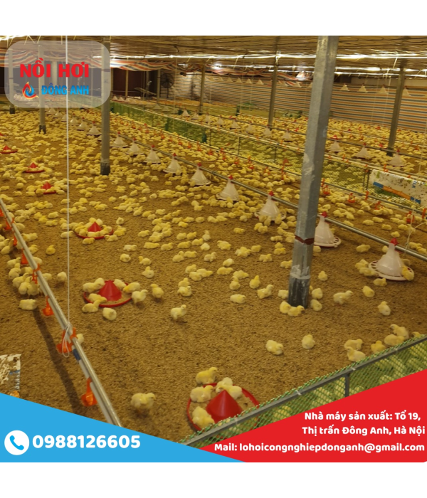 Úm gà con bằng nồi hơi công nghiệp